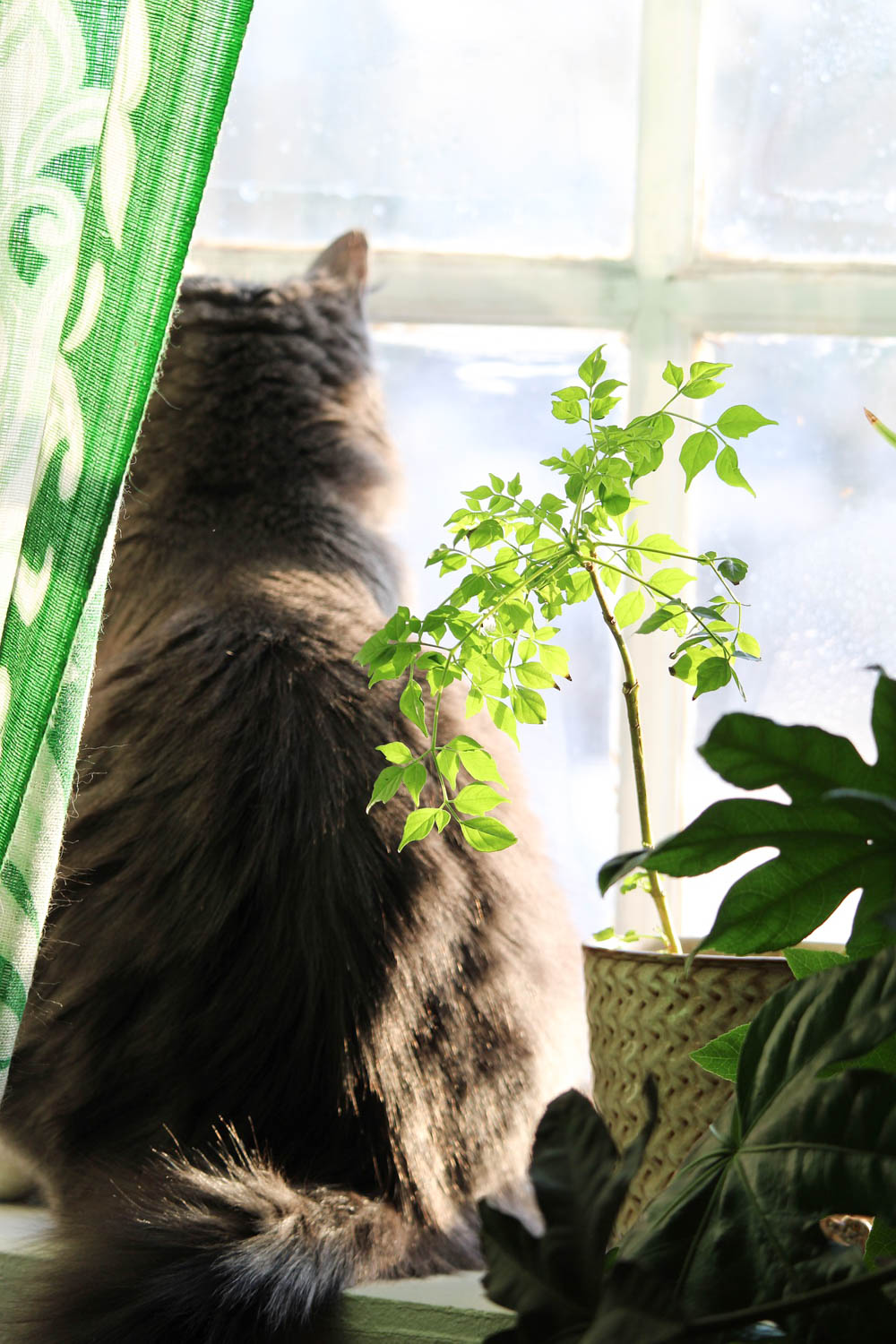 Brown cat looking out a window next to a houseplant