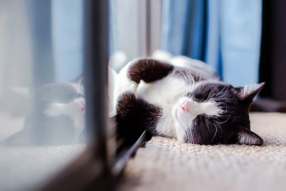 black and white cat laying on the floor next to a glass door