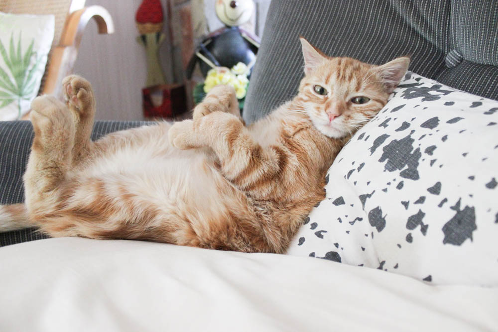 orange striped cat lying on its back