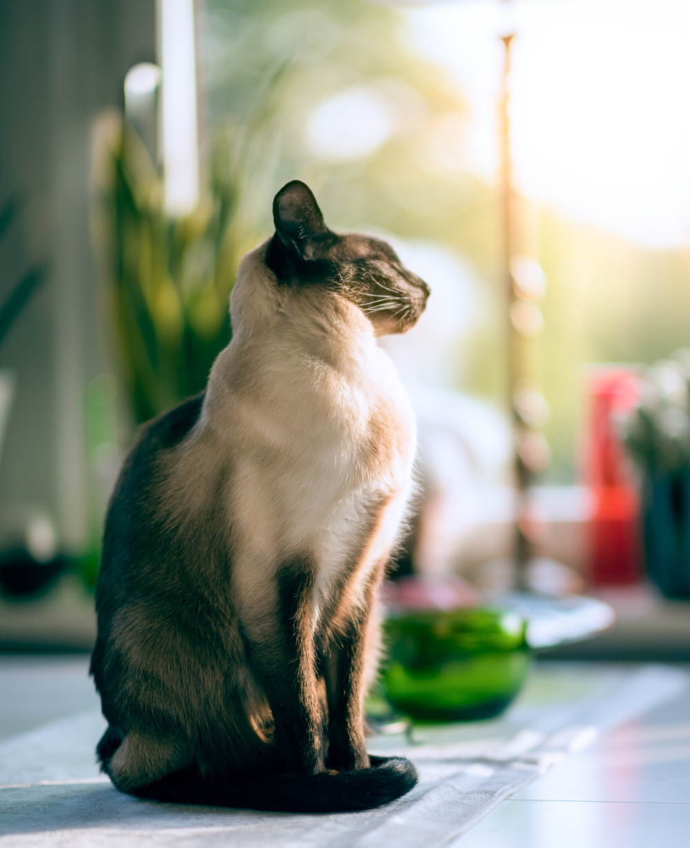 Siamese cat sitting in the sun