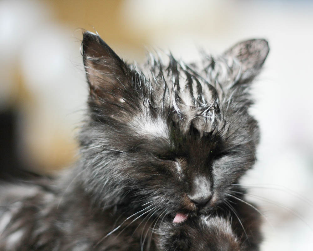 wet black cat licking its paw