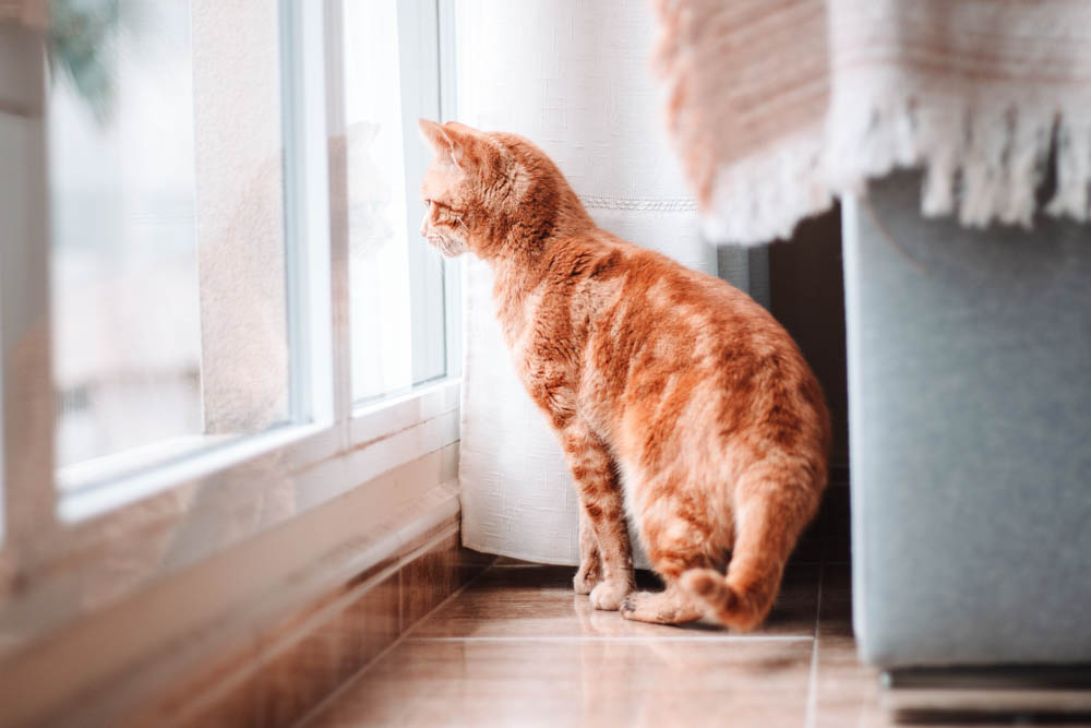 orange cat looking out a window