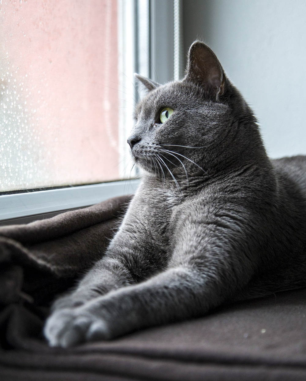 gray cat looking out a window