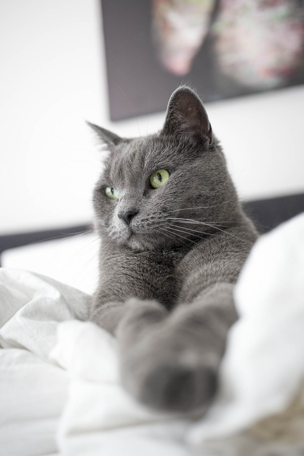 gray cat lying stretched out on bed with white sheets
