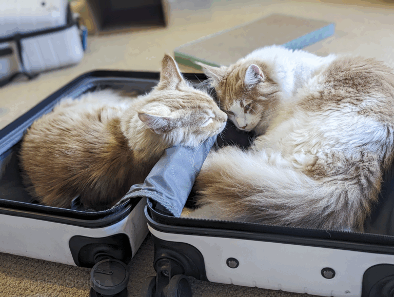Leaving Cats at Home While on Vacation: A Complete Guide to Safety & Sanity