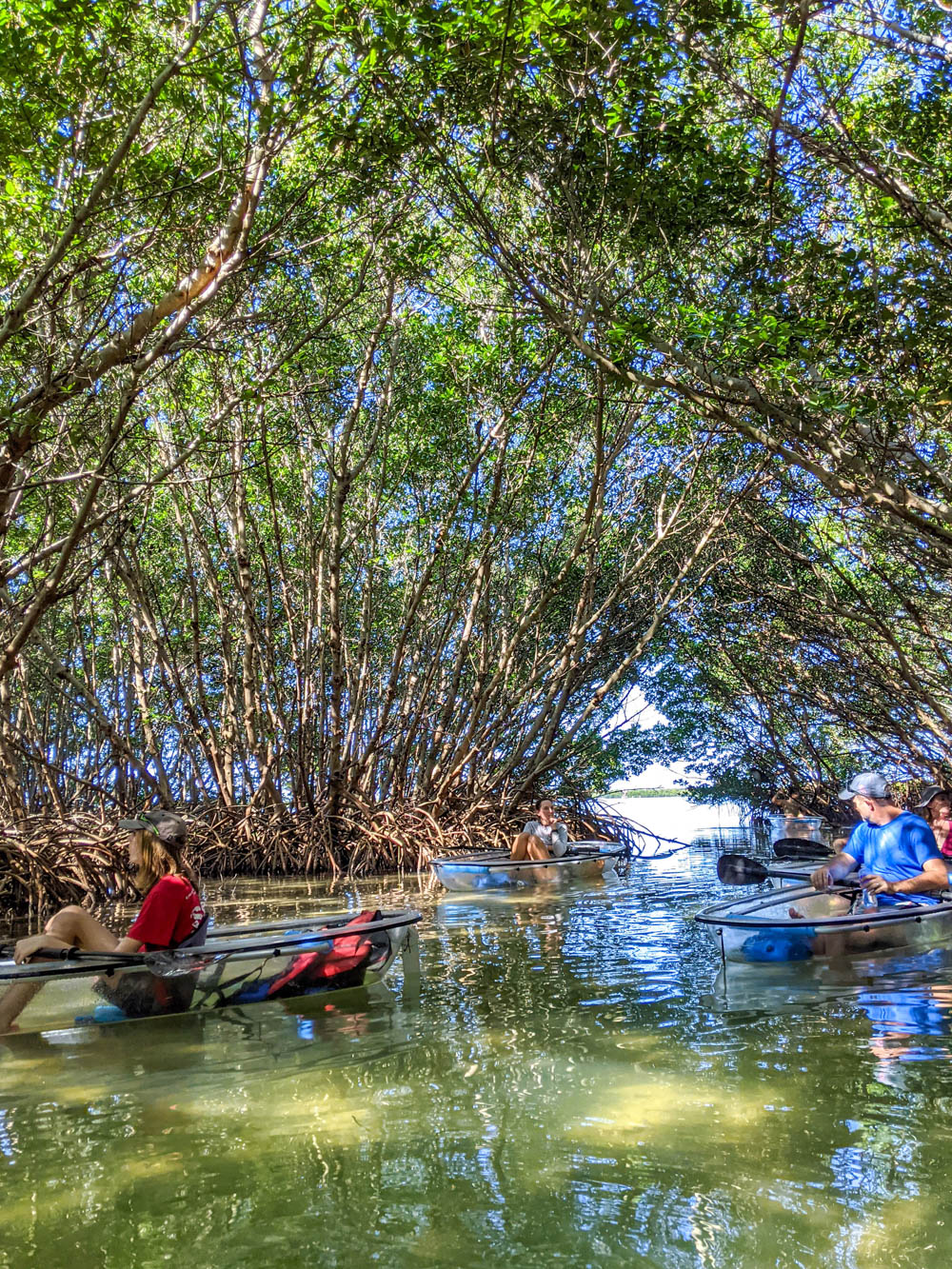 grup în caiace clare într-un tunel de mangrove