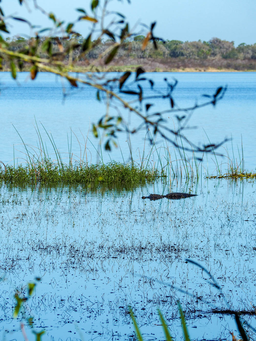 alligator gezien in het water door bomen