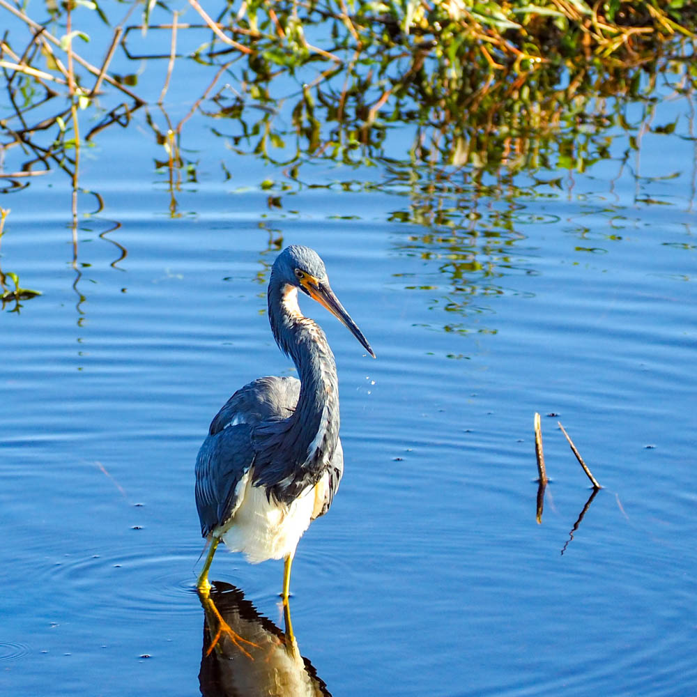 great blue heron standing in blue water