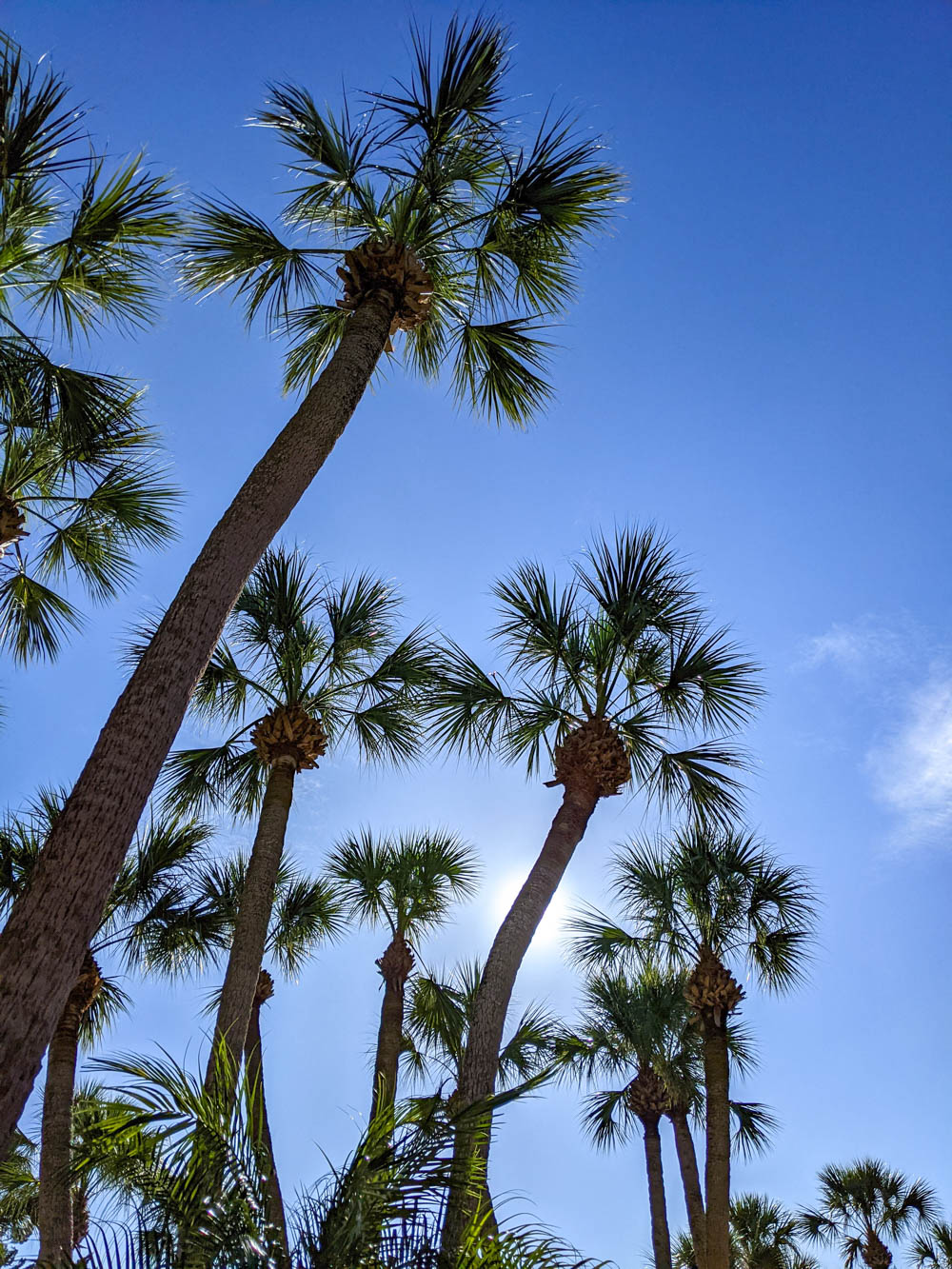 hoge palmbomen tegen een blauwe lucht