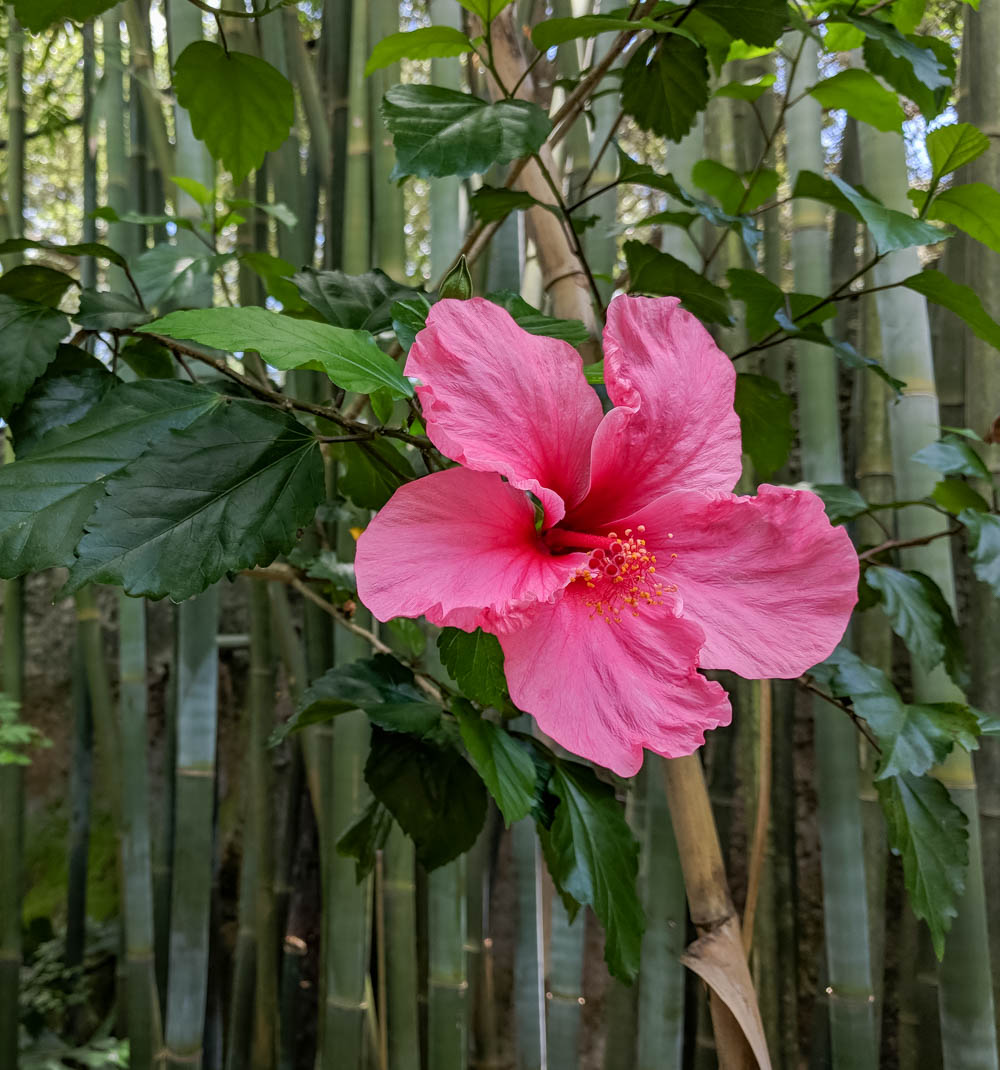 pink hibiscus | Awesome breweries in palm beach county, florida | craft beer and cider in west palm beach