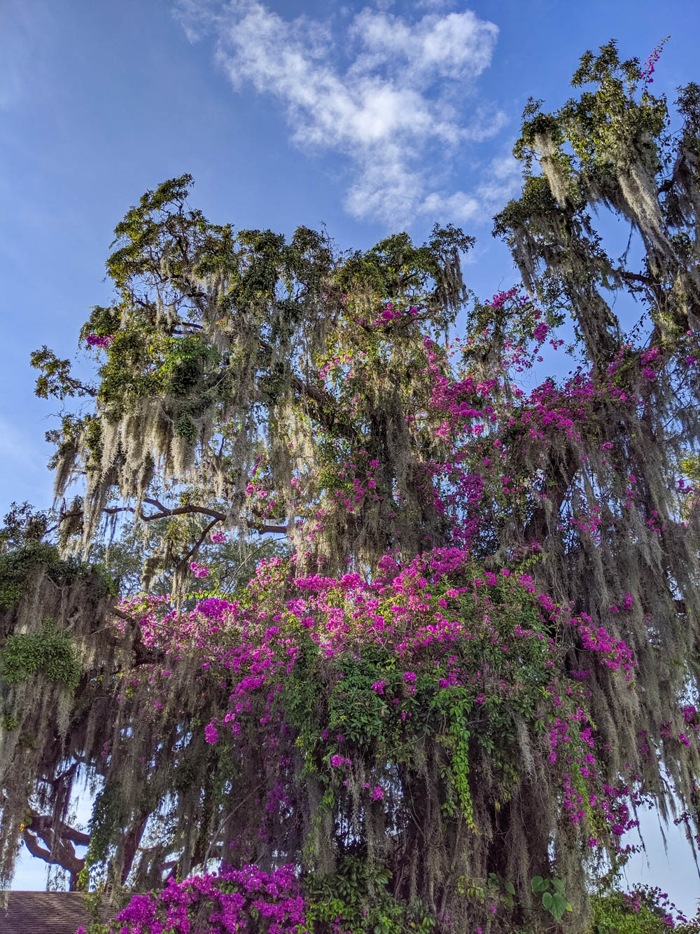 spanish moss and bougainvillea | Awesome breweries in palm beach county, florida | craft beer and cider in west palm beach