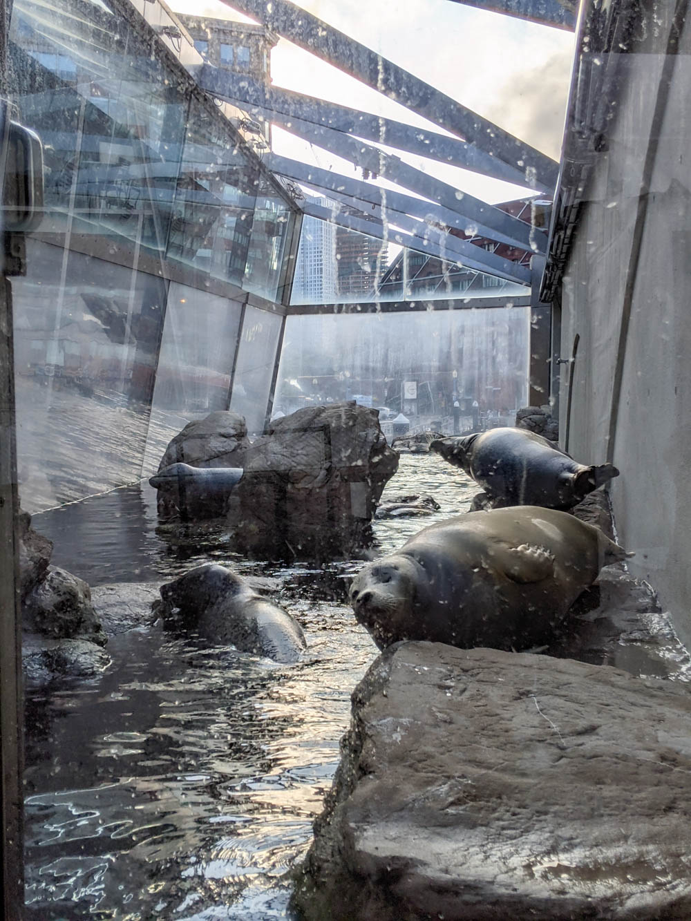 Boston bucket list and the best things to do in Boston: harbor seals at the new england aquarium