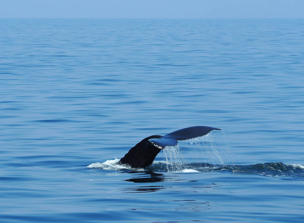 Boston bucket list and the best things to do in Boston: go whale watching