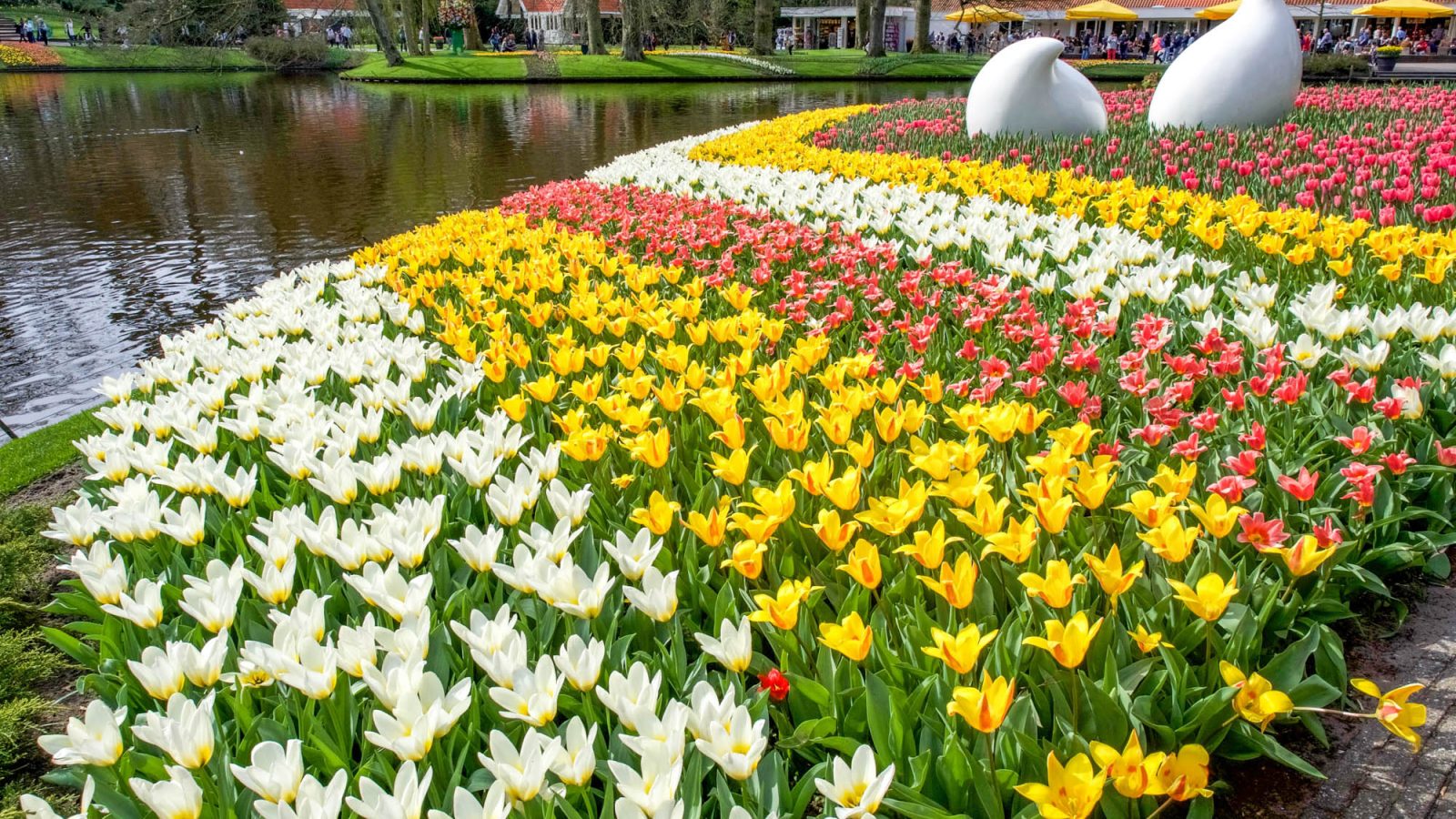 rows of yellow, white, and red flowers next to a lake