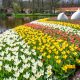 rows of yellow, white, and red flowers next to a lake