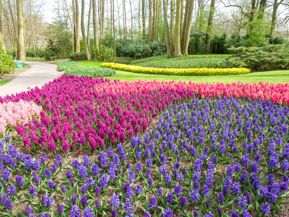 swirls of colored flowers in the woods