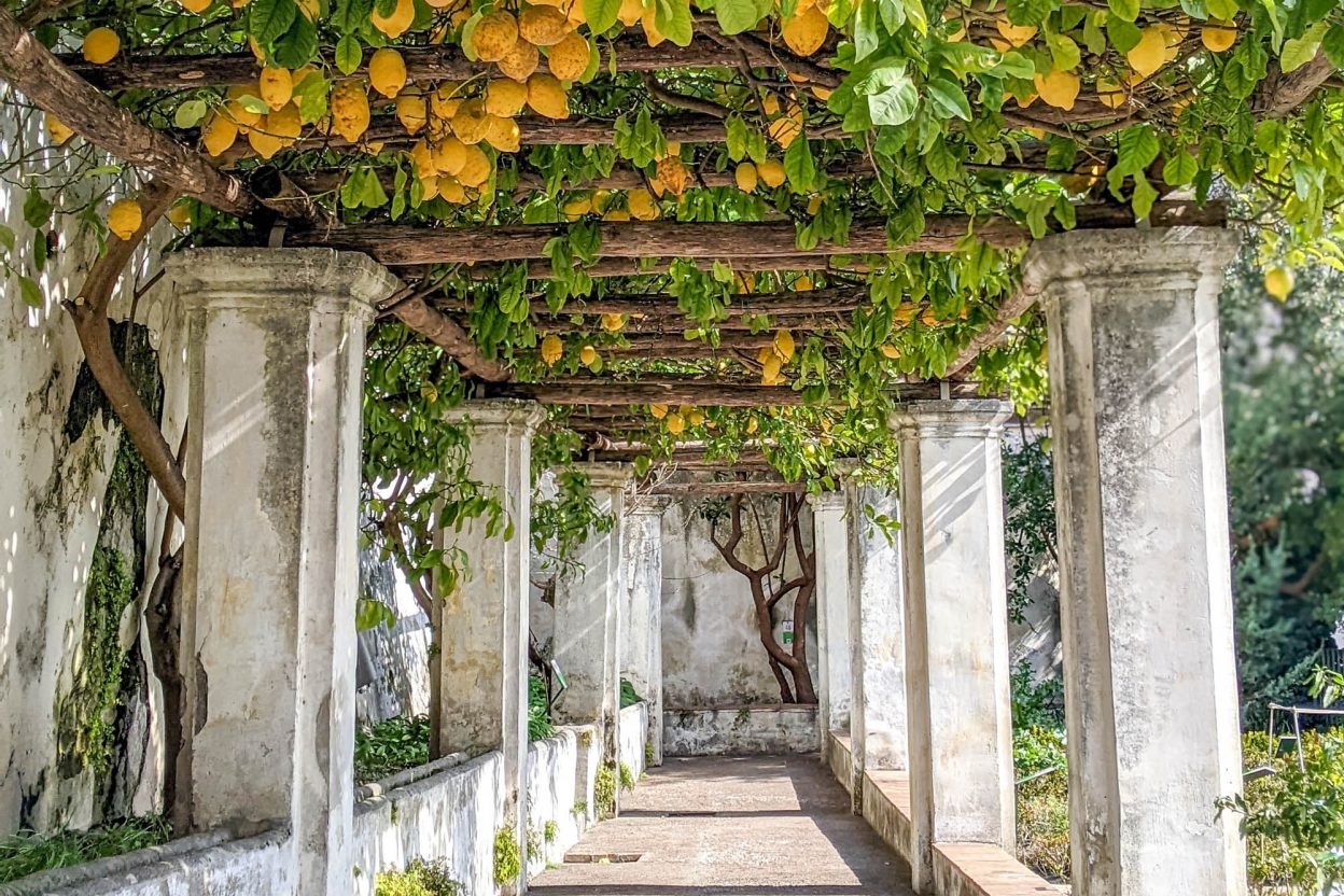 tons of hanging lemons and white columns