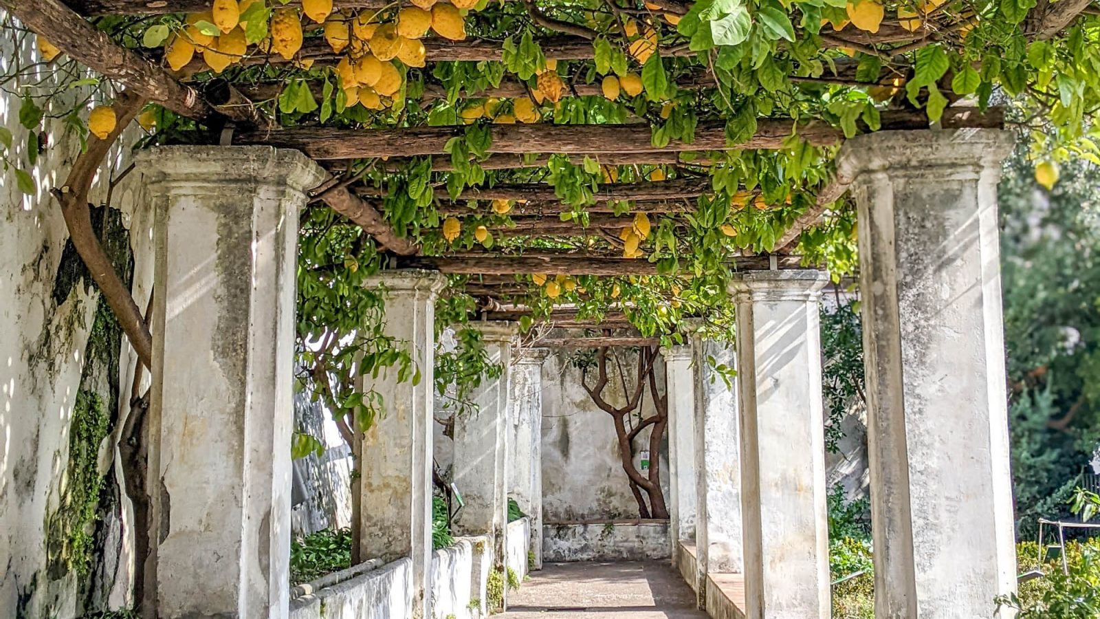 tons of hanging lemons and white columns