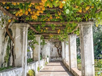 tons of hanging lemons and white columns