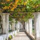 tons of hanging lemons and white columns