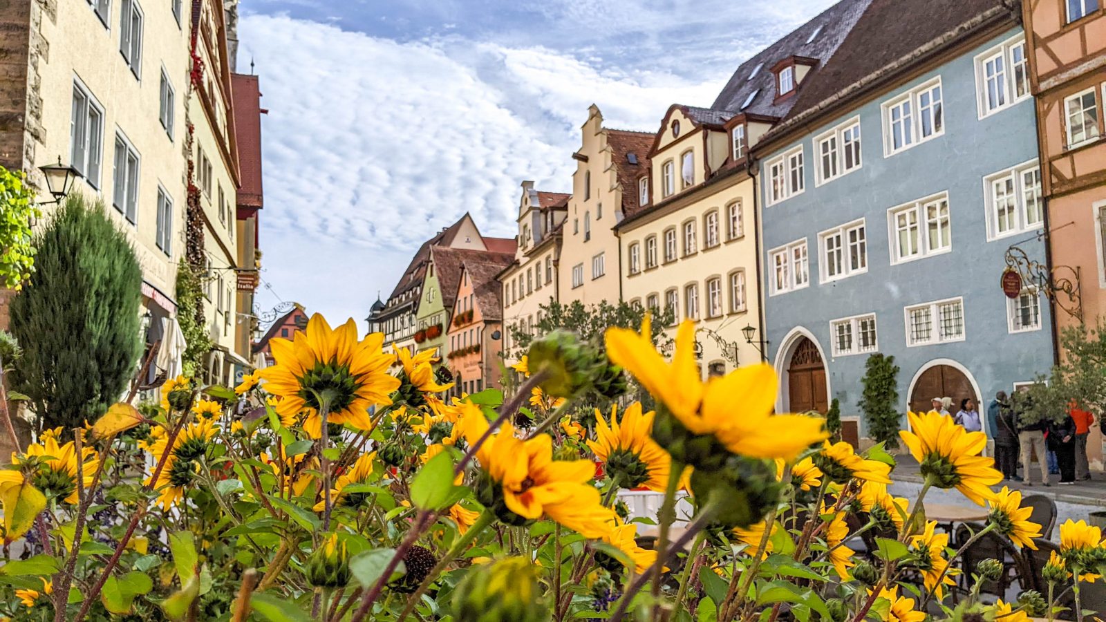 yellow flowers in front of medieval colorful buildings