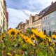 yellow flowers in front of medieval colorful buildings