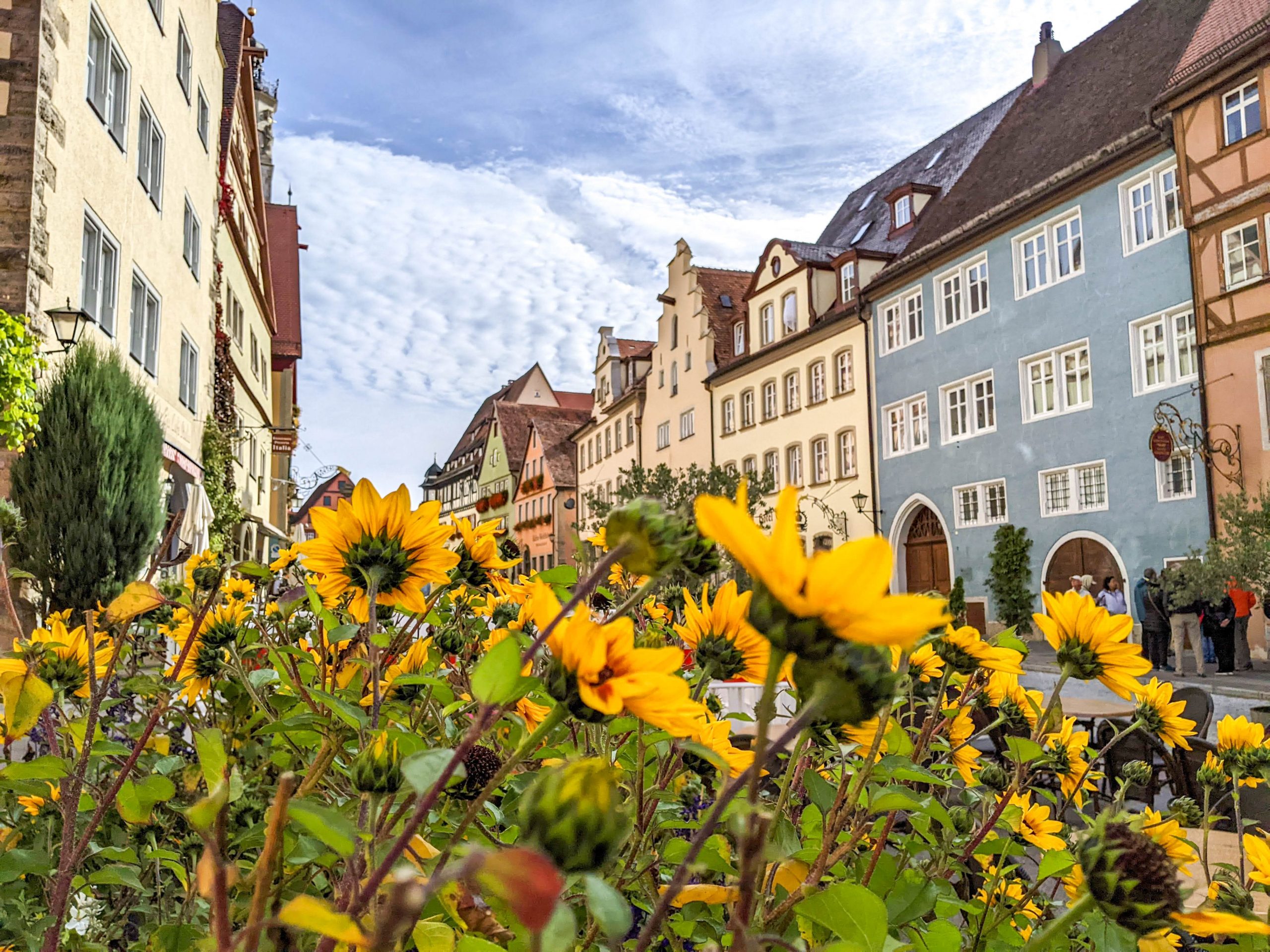 yellow flowers in front of medieval colorful buildings