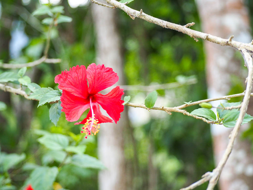 rainforest tour belize