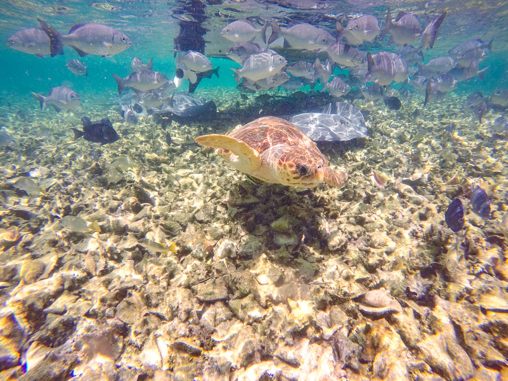 rainforest tour belize