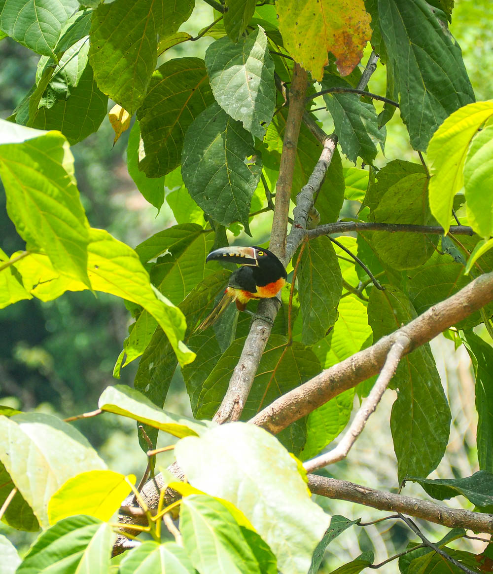 rainforest tour belize