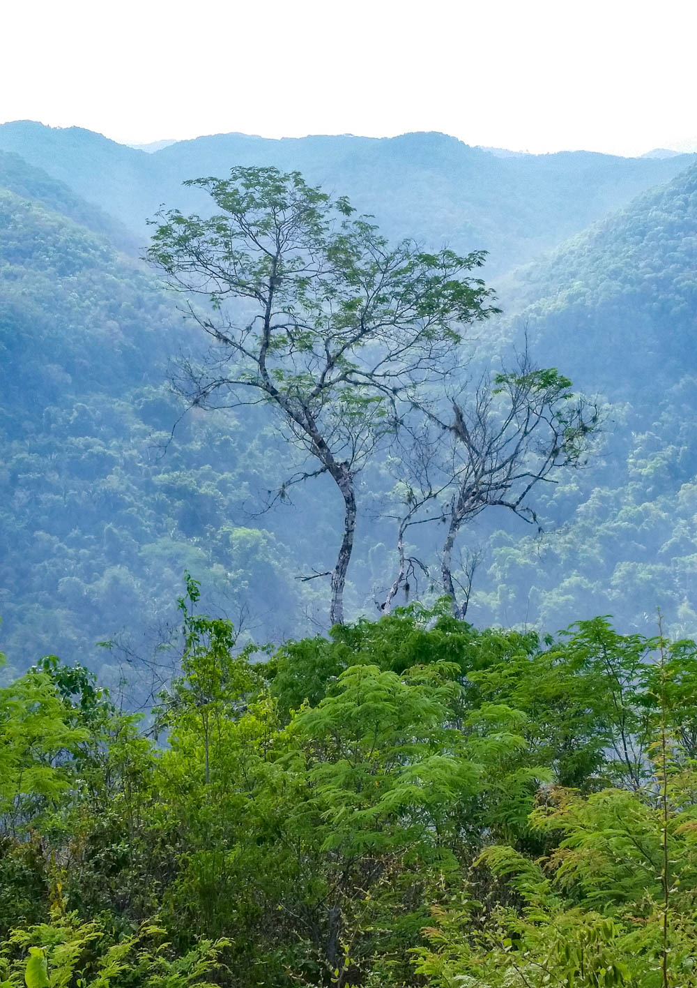 rainforest tour belize