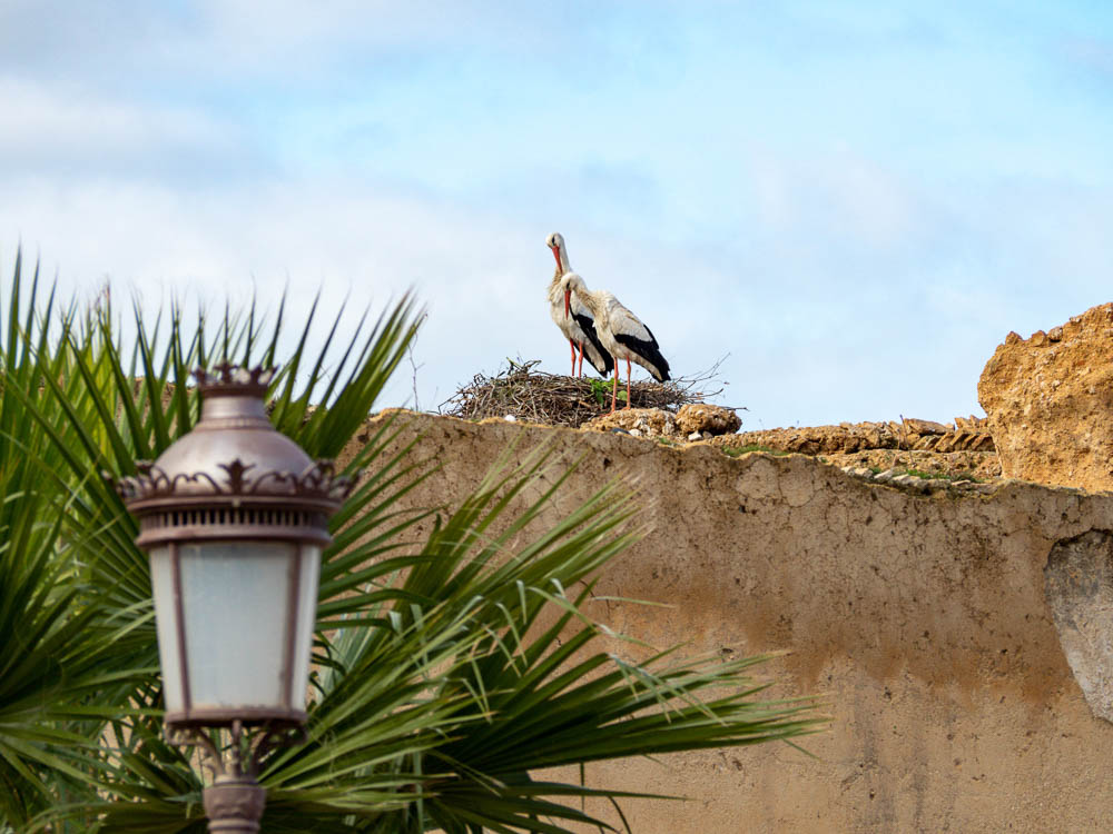 two large storks on top of a brown stone wall in a nest