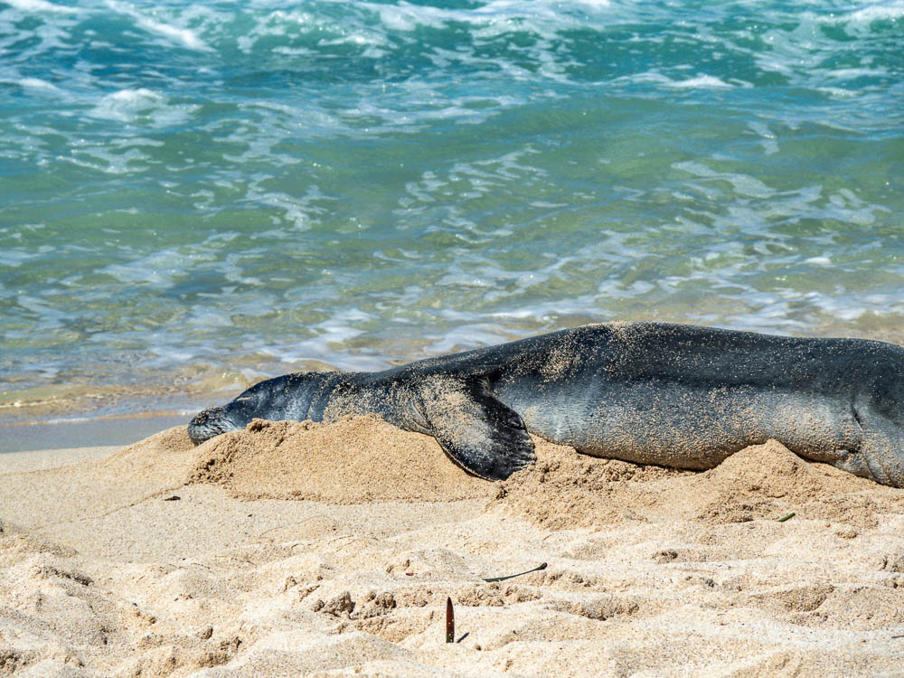 Hawaiian monk seal laying on the beach next to the ocean and covered with sand