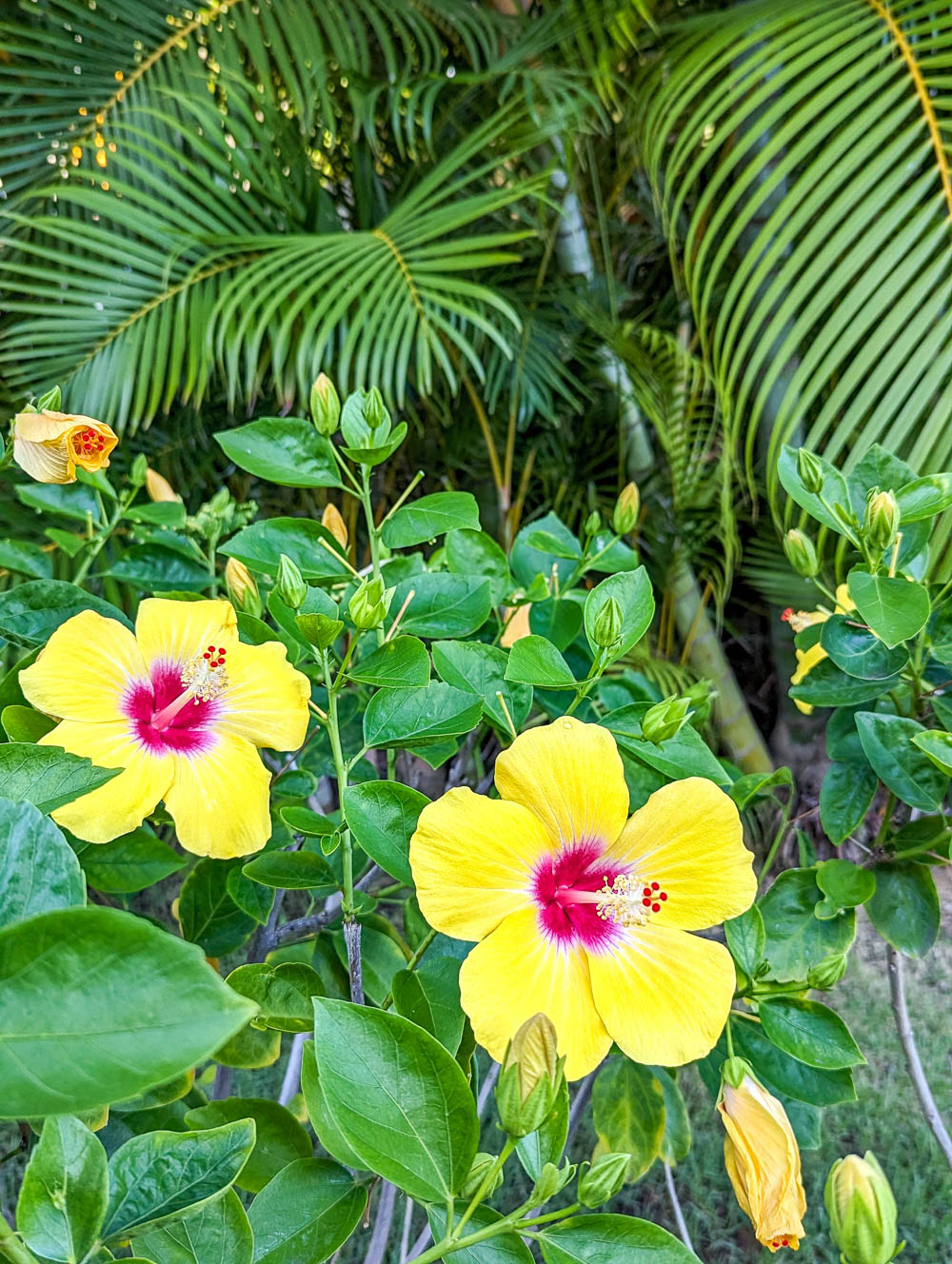 bright yellow hibiscus flowers surrounded by green leaves