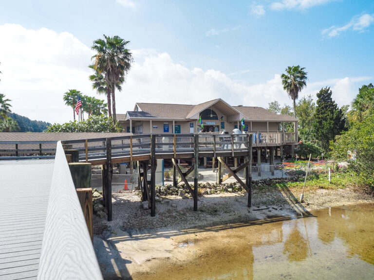 Viewing Center Quick Guide to Tampa’s Manatee Viewing Center (The Best Free Attraction!)
