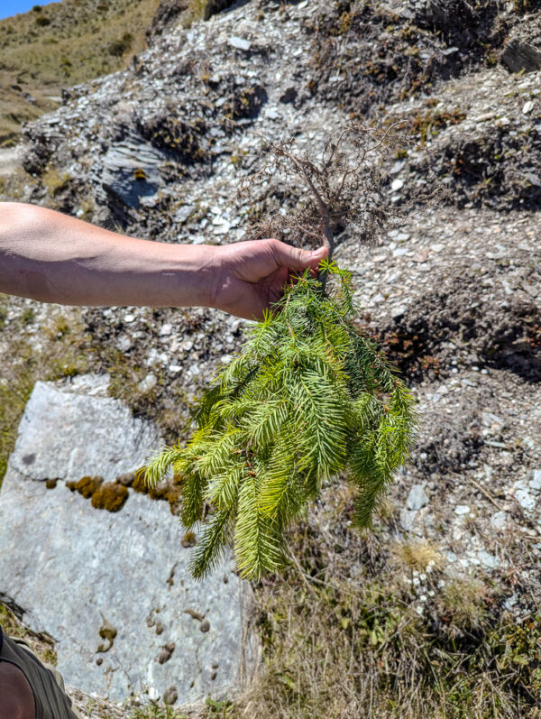 Pine Invasive Culture Shock in New Zealand: 11 Things That Surprised Me in NZ