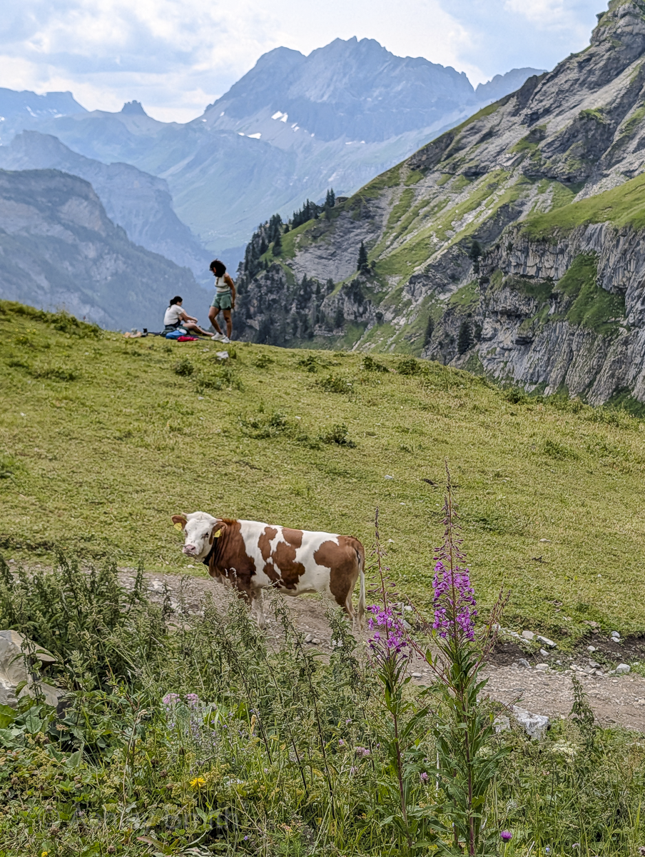 cute cow on a mountain path with pink flowers
