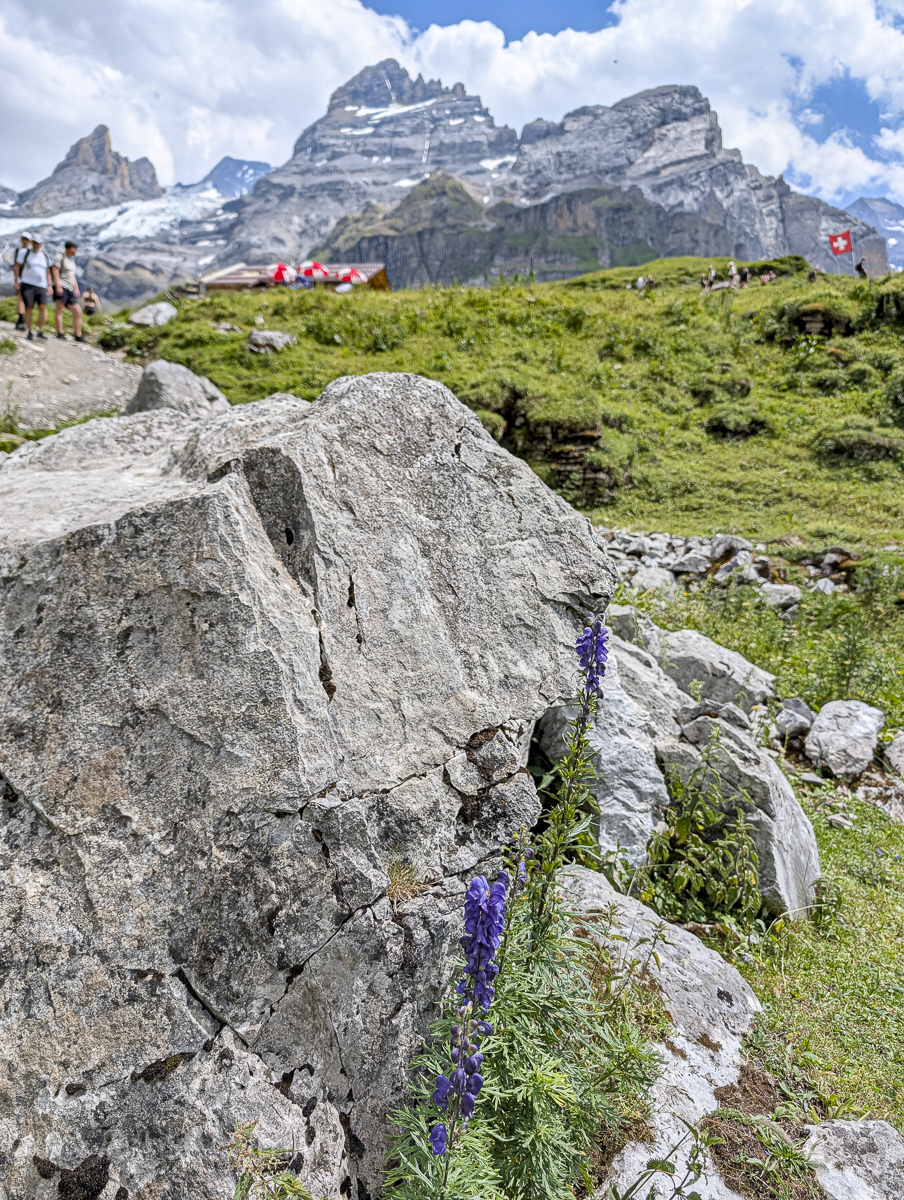 purple flowers next to a large rock in the mountains